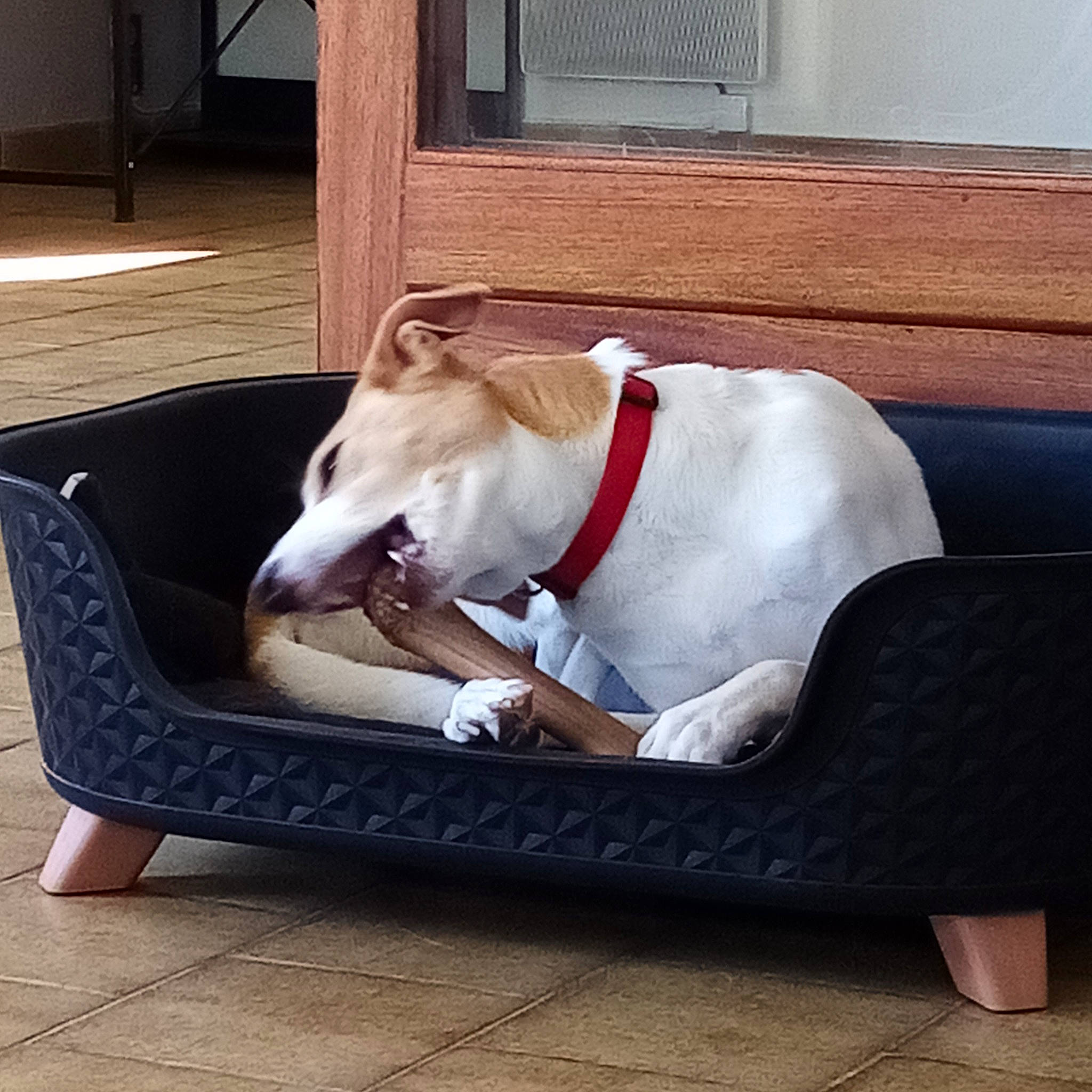 Zoé a rejoint le concours — aidez-le/la à gagner de superbes lots ! canidae, carnivore, collar, comfort, companion_dog, couch, dog, dog_breed, dog_collar, dog_supply, fawn, flooring, hardwood, outdoor_furniture, pet_supply, rectangle, sporting_group, studio_couch, wood, working_animal