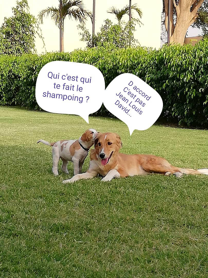 Zoé a rejoint le concours — aidez-le/la à gagner de superbes lots ! arecales, canidae, carnivore, companion_dog, dog, dog_breed, fawn, font, grass, landscape, leisure, palm_tree, photo_caption, picture_frame, plant, sporting_group, tail, terrestrial_animal, tree, window