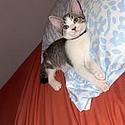 Kitty a rejoint le concours — aidez-le/la à gagner de superbes lots ! kitten, cat, pet, indoor, bed, pillow, floral_pattern, white, tabby, cute, animal, feline, resting, curious, young, small, domestic, cozy, fur, looking
