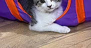 Kitty participe au concours pour gagner de l'argent avec cette photo : kitten, cat, play_tunnel, purple, orange, wood_floor, pet, animal, indoor, curious, young, feline, cute, resting, paw, playful, looking, fur, whiskers, ears