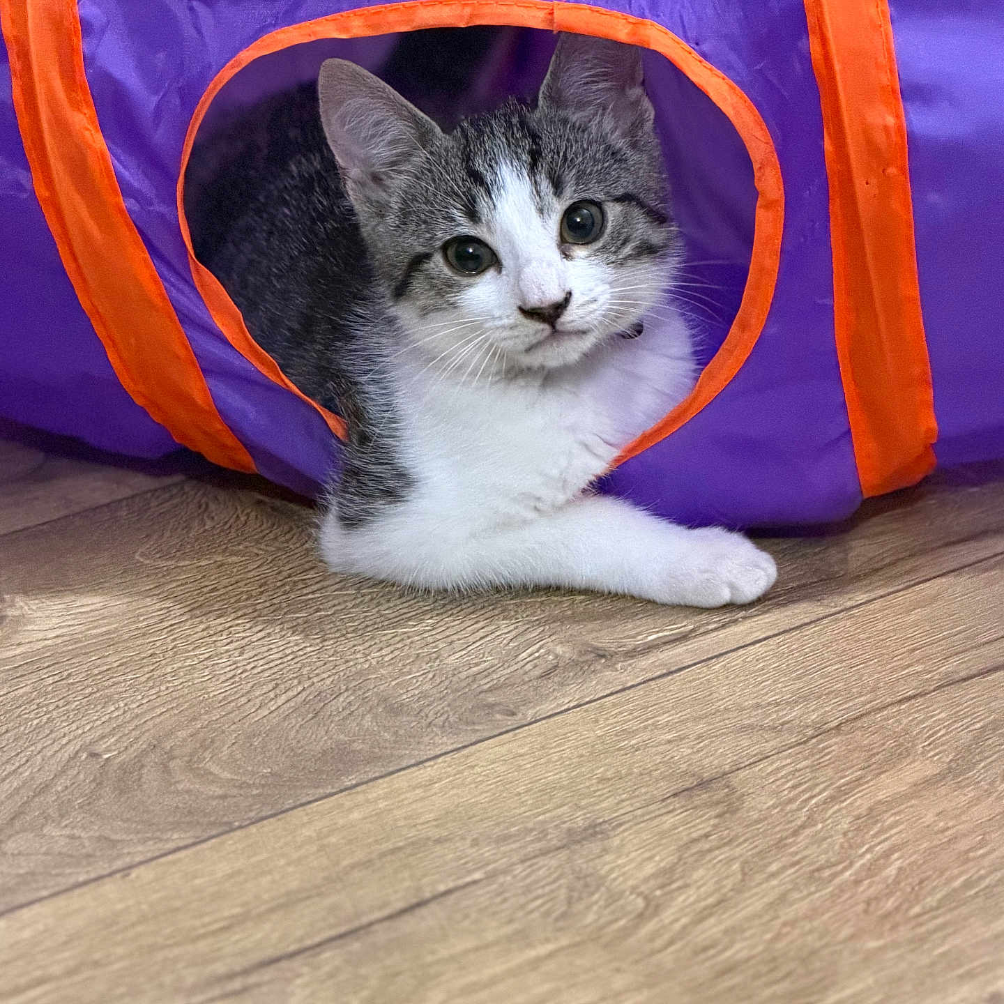 Kitty participe au concours pour gagner de l'argent avec cette photo : kitten, cat, play_tunnel, purple, orange, wood_floor, pet, animal, indoor, curious, young, feline, cute, resting, paw, playful, looking, fur, whiskers, ears