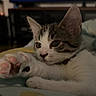 Kitty participe au concours pour gagner de l'argent avec cette photo : kitten, cat, paw, pink_pads, blanket, indoor, relaxed, close_up, fur, ear, whiskers, cute, young_cat, domestic_cat, bedroom, resting, feline, soft_light, calm, pet
