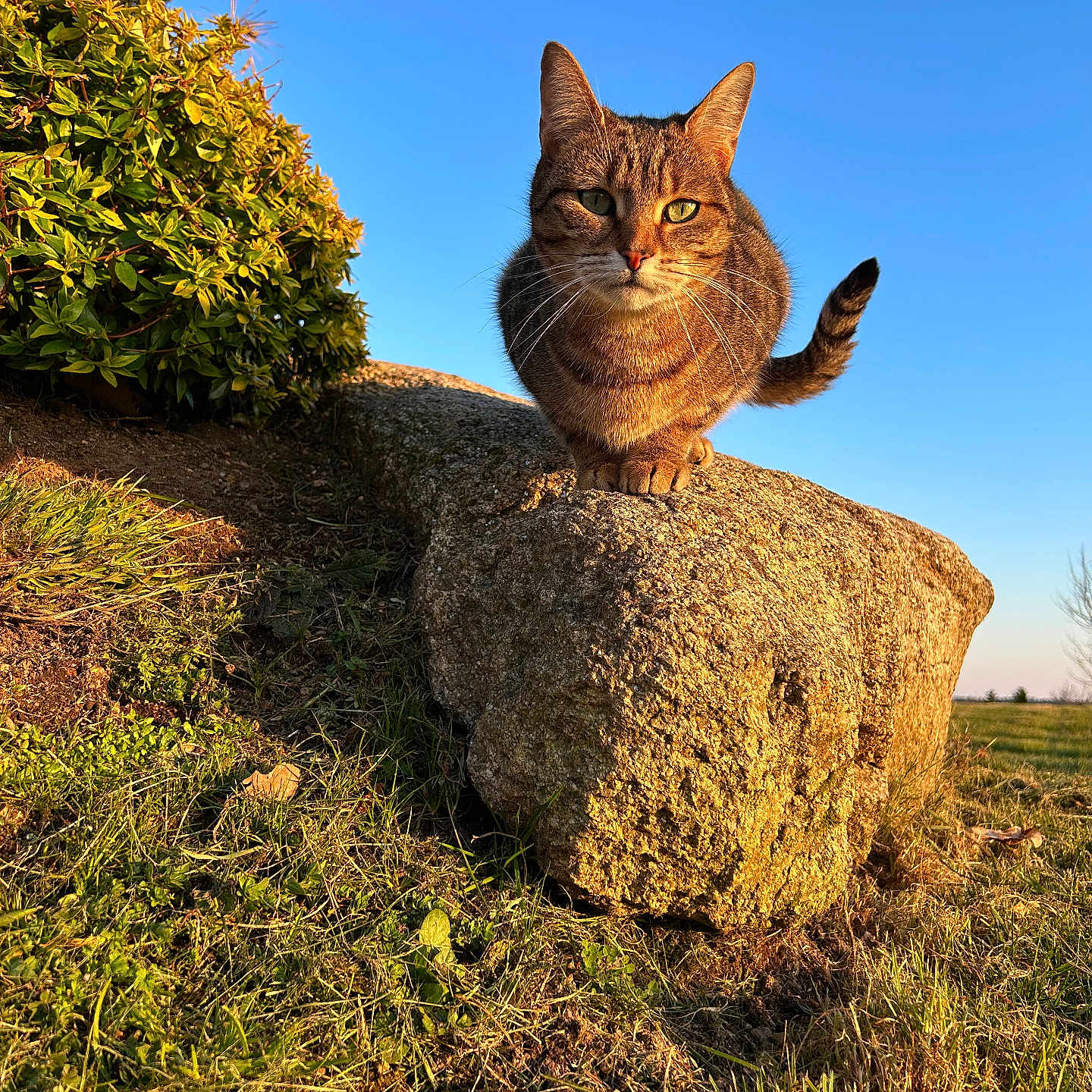 Kiara participe au concours pour gagner de l'argent avec cette photo : abyssinian, animal, cat, countryside, field, grass, grassland, kitten, manx, meadow, moss, nature, outdoors, pet, plant, rock, soil, straw, tree, vegetation