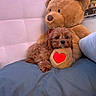 dog, teddy_bear, bed, blanket, plush, brown, cute, cozy, stuffed_animal, heart, indoor, pillow, pet, cuddly, soft, animal, furry, relaxing, decor, comfort