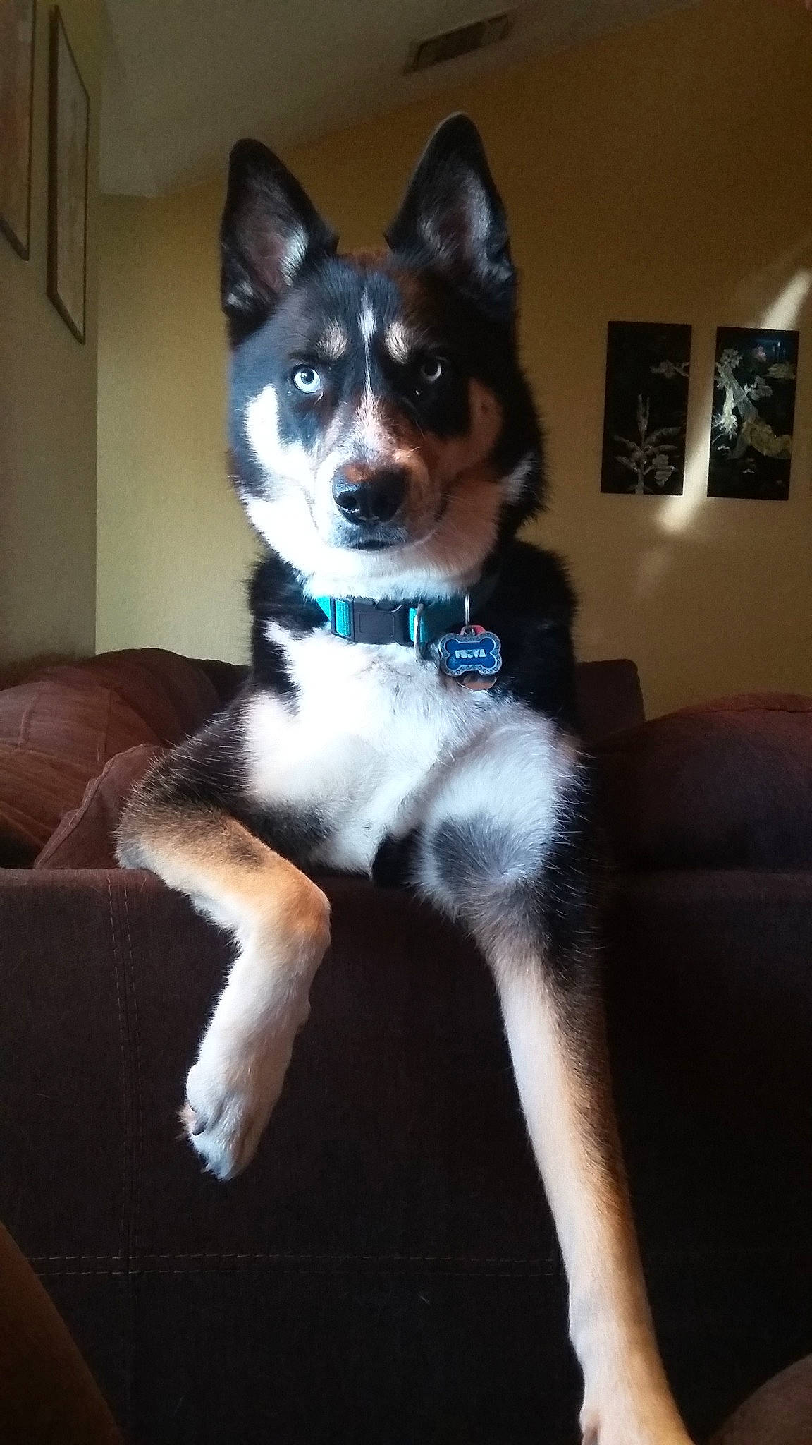 Freya is registered to the contest to win money with this photo: canidae, carnivore, companion_dog, dog, dog_breed, east_siberian_laika, labrador_husky, laika, lapponian_herder, mammal, native_american_indian_dog, rare_breed_dog, sakhalin_husky, seppala_siberian_sleddog, siberian_husky, sled_dog, tail, tamaskan_dog, vertebrate, wolfdog