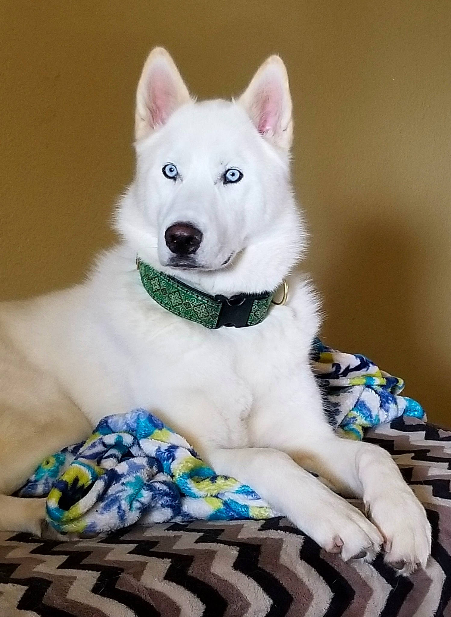 Fenrir is registered to the contest to win money with this photo: berger_blanc_suisse, canaan_dog, canidae, carnivore, dog, dog_breed, fur, kishu, korean_jindo_dog, mammal, non_sporting_group, rare_breed_dog, sakhalin_husky, siberian_husky, tamaskan_dog, vertebrate, white_shepherd, wolfdog