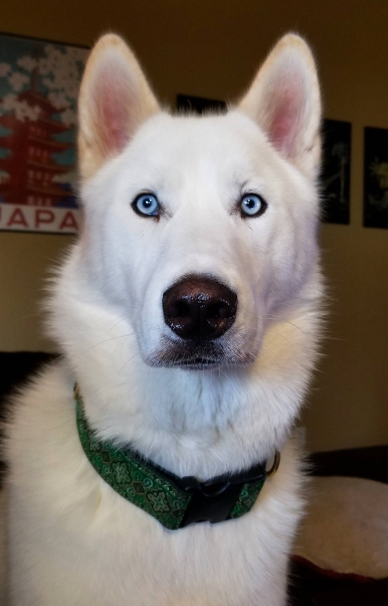 Fenrir is registered to the contest to win money with this photo: ancient_dog_breeds, berger_blanc_suisse, canaan_dog, canadian_eskimo_dog, canidae, carnivore, dog, dog_breed, eye, kishu, korean_jindo_dog, mammal, nose, sakhalin_husky, seppala_siberian_sleddog, siberian_husky, snout, tamaskan_dog, vertebrate, white_shepherd