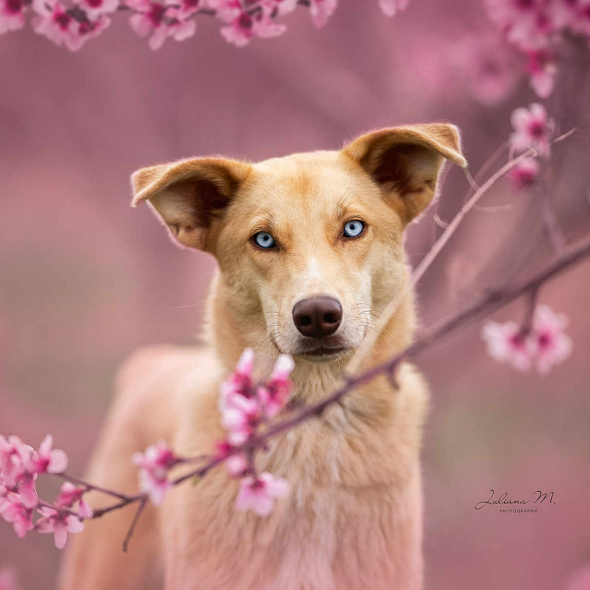 Blue participe au concours pour gagner de l'argent avec cette photo : animal, bud, canine, cherryblossom, dog, flower, flowerarrangement, food, fruit, geranium, hound, husky, labradorretriever, nature, outdoors, pet, petal, plant, produce, puppy