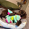 Hershey joined the competition — help win amazing prizes! dog, plush_toy, pet_bed, brown_dog, bedroom, pillow, blanket, indoor, cute, resting, snuggle, toy, soft, cozy, canine, sleeping_area, decor, furniture, relaxation, animal