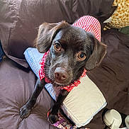 Hershey is registered to the contest to win money with this photo: dog, black_dog, pet, bed, pillow, plush_toy, giraffe_toy, brown_bedspread, red_checkered_outfit, curious, looking_up, indoor, animal, canine, collar, furniture, domestic_animal, cute, young_dog, resting