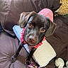 dog, black_dog, pet, bed, pillow, plush_toy, giraffe_toy, brown_bedspread, red_checkered_outfit, curious, looking_up, indoor, animal, canine, collar, furniture, domestic_animal, cute, young_dog, resting