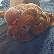 Venom a rejoint le concours — aidez-le/la à gagner de superbes lots ! dog, brown_dog, sleeping, sleepy, wrinkled, floppy_ears, tongue, muzzle, close_up, portrait, indoor, bed, blanket, relaxed, cute, pet, canine, upside_down, nap, cozy