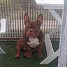 Venom a rejoint le concours — aidez-le/la à gagner de superbes lots ! dog, french_bulldog, pet, animal, sitting, portrait, outdoor, patio, artificial_grass, white_furniture, chair, table, woven_blinds, brown_fur, white_chest, upright_ears, short_snout, serious_expression, home, photography