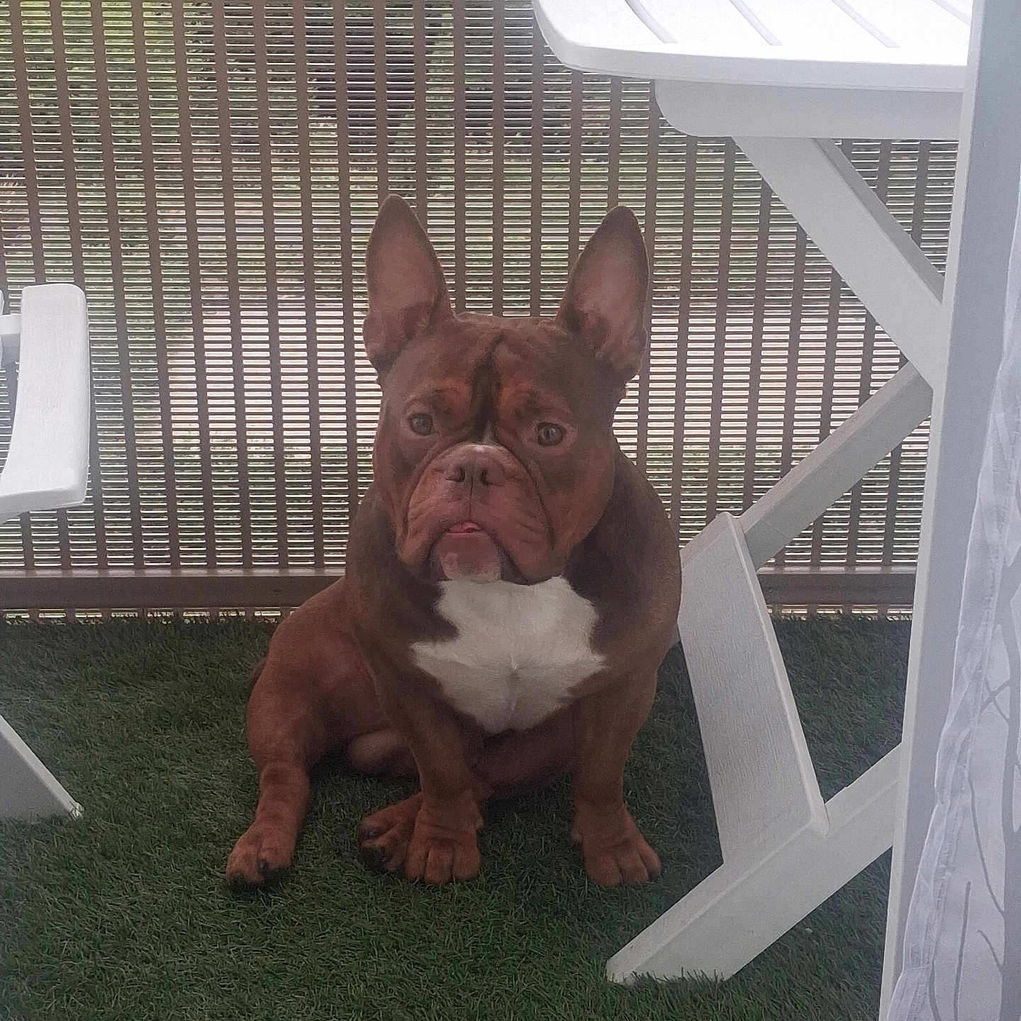 Venom a rejoint le concours — aidez-le/la à gagner de superbes lots ! dog, french_bulldog, pet, animal, sitting, portrait, outdoor, patio, artificial_grass, white_furniture, chair, table, woven_blinds, brown_fur, white_chest, upright_ears, short_snout, serious_expression, home, photography