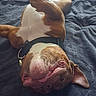 Venom a rejoint le concours — aidez-le/la à gagner de superbes lots ! dog, bulldog, pet, animal, upside_down, lying_down, bed, bedroom, blanket, brown_and_white, collar, harness, paws, tongue, wrinkled_face, relaxed, sleeping, indoor, portrait, funny