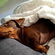 Bettyboop participe au concours pour gagner de l'argent avec cette photo : dog, dachshund, brown_dog, blanket, cushion, indoor, resting, cozy, pet, animal, fur, sleepy, relaxed, snuggled, comfort, domestic, cute, canine, laying_down, soft