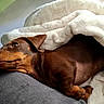 dog, dachshund, brown_dog, blanket, cushion, indoor, resting, cozy, pet, animal, fur, sleepy, relaxed, snuggled, comfort, domestic, cute, canine, laying_down, soft