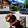 Bettyboop a rejoint le concours — aidez-le/la à gagner de superbes lots ! dog, dachshund, puppy, pink_harness, stone, street, mountains, snow_capped, alps, wooden_house, village, blue_sky, van, lamp_post, outdoor, sunny, daytime, curious, pet, nature