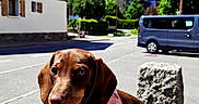 Bettyboop a rejoint le concours — aidez-le/la à gagner de superbes lots ! animal, blue_sky, building, canine, dachshund, daytime, dog, harness, lamp_post, mountains, nature, outdoor, pet, rock, snow, street, sunny, tree, vehicle, village