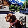 dog, dachshund, pet, outdoor, mountains, snow, blue_sky, village, rock, harness, sunny, daytime, vehicle, building, tree, street, lamp_post, nature, animal, canine