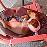 Bettyboop a rejoint le concours — aidez-le/la à gagner de superbes lots ! dog, dachshund, sleeping, pink_chair, bag, outdoor, pavement, resting, pet, canine, collar, relaxed, sunlight, leisure, animal, small_dog, furniture, casual, daytime, comfort