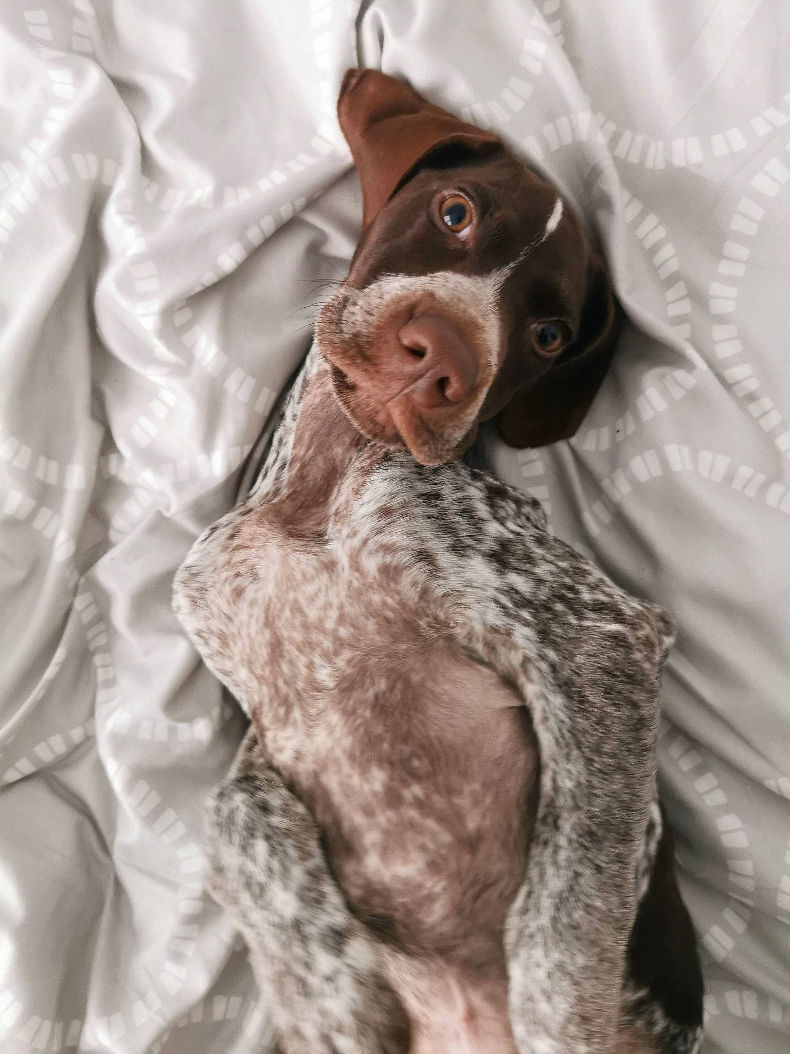 Buzz a rejoint le concours — aidez-le/la à gagner de superbes lots ! animal_product, canidae, carnivore, collar, companion_dog, dog, dog_breed, fashion_design, fur, gesture, grey, linens, liver, outerwear, sleeve, snout, spaniel, sporting_group, whiskers, working_animal