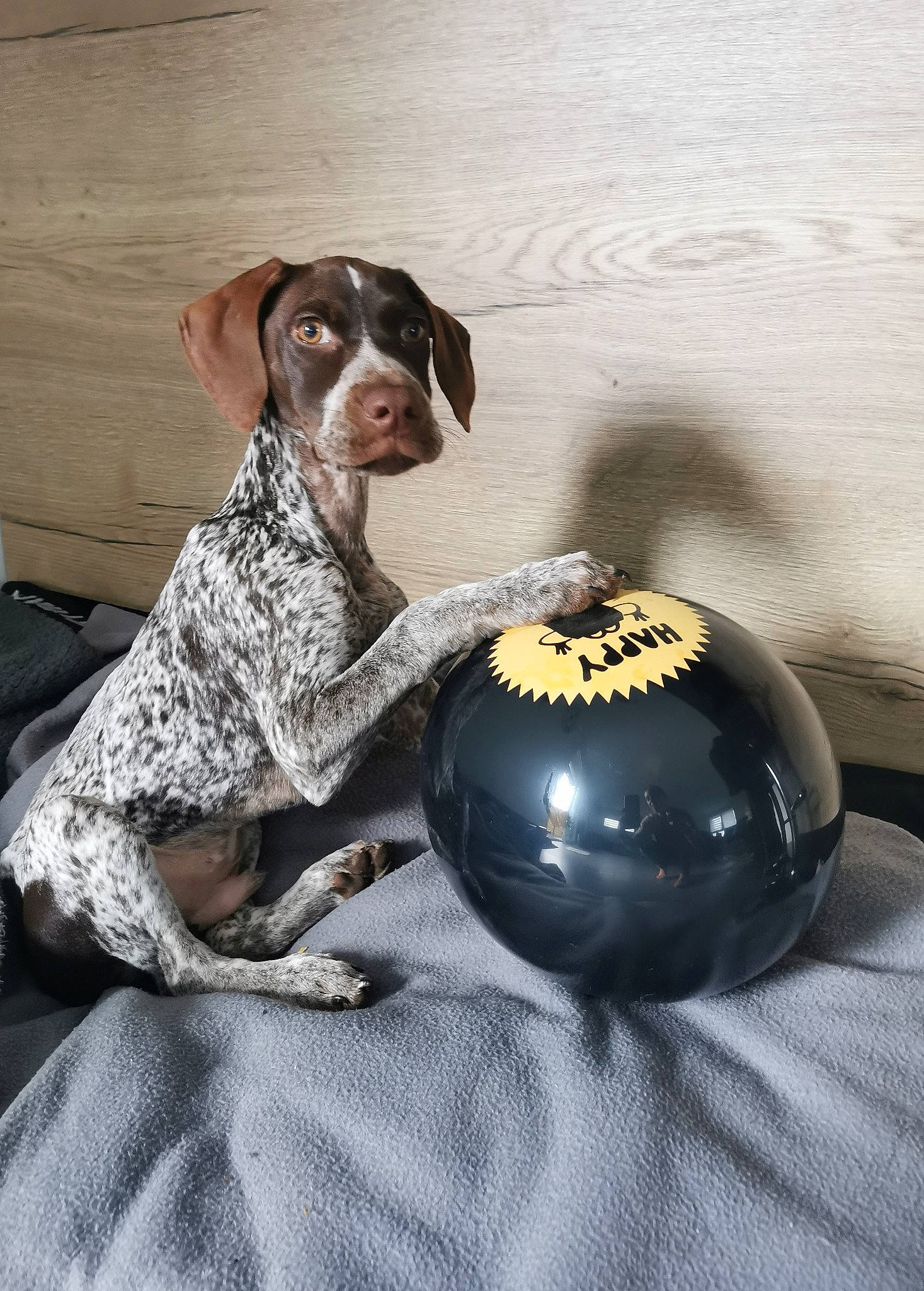 Buzz a rejoint le concours — aidez-le/la à gagner de superbes lots ! ball, braque_francais, canidae, carnivore, companion_dog, cricket_ball, dog, dog_breed, flooring, fur, gun_dog, liver, personal_protective_equipment, pointing_breed, soccer_ball, sports_toy, tennis_ball, toy, treibball, working_animal