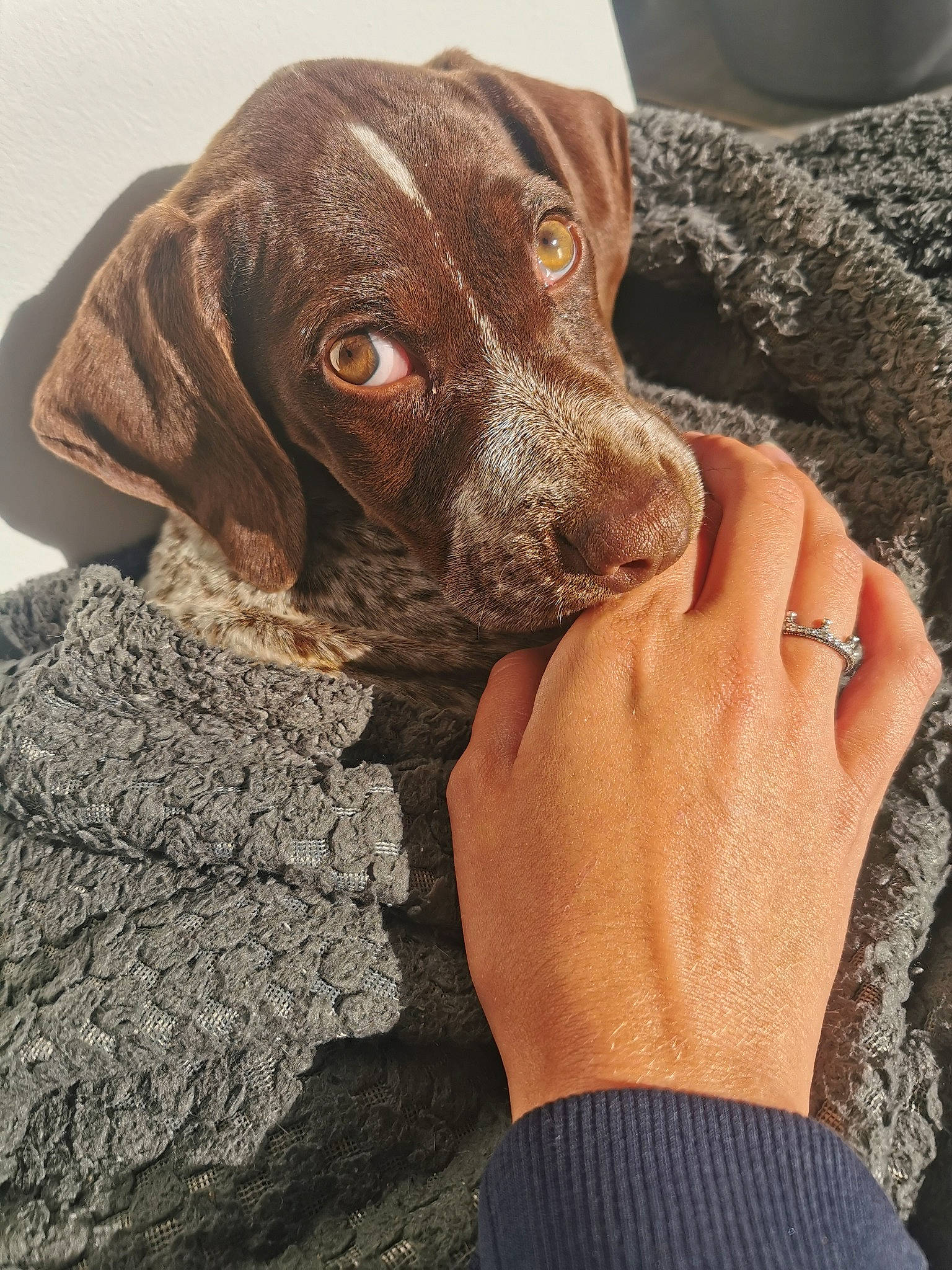 Buzz a rejoint le concours — aidez-le/la à gagner de superbes lots ! canidae, carnivore, collar, companion_dog, dog, dog_breed, dog_collar, fawn, fur, gun_dog, hunting_dog, liver, nail, rock, sporting_group, working_animal