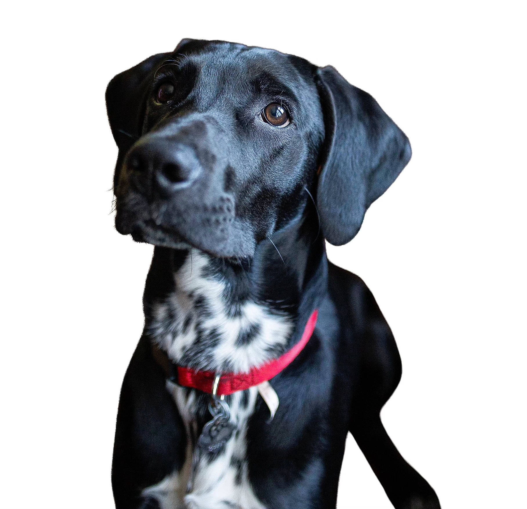 Baker is registered to the contest to win money with this photo: borador, canidae, carnivore, collar, companion_dog, dog, dog_breed, dog_collar, dog_supply, fur, hunting_dog, leash, non_sporting_group, pet_supply, sleeve, snout, sporting_group, whiskers, working_animal