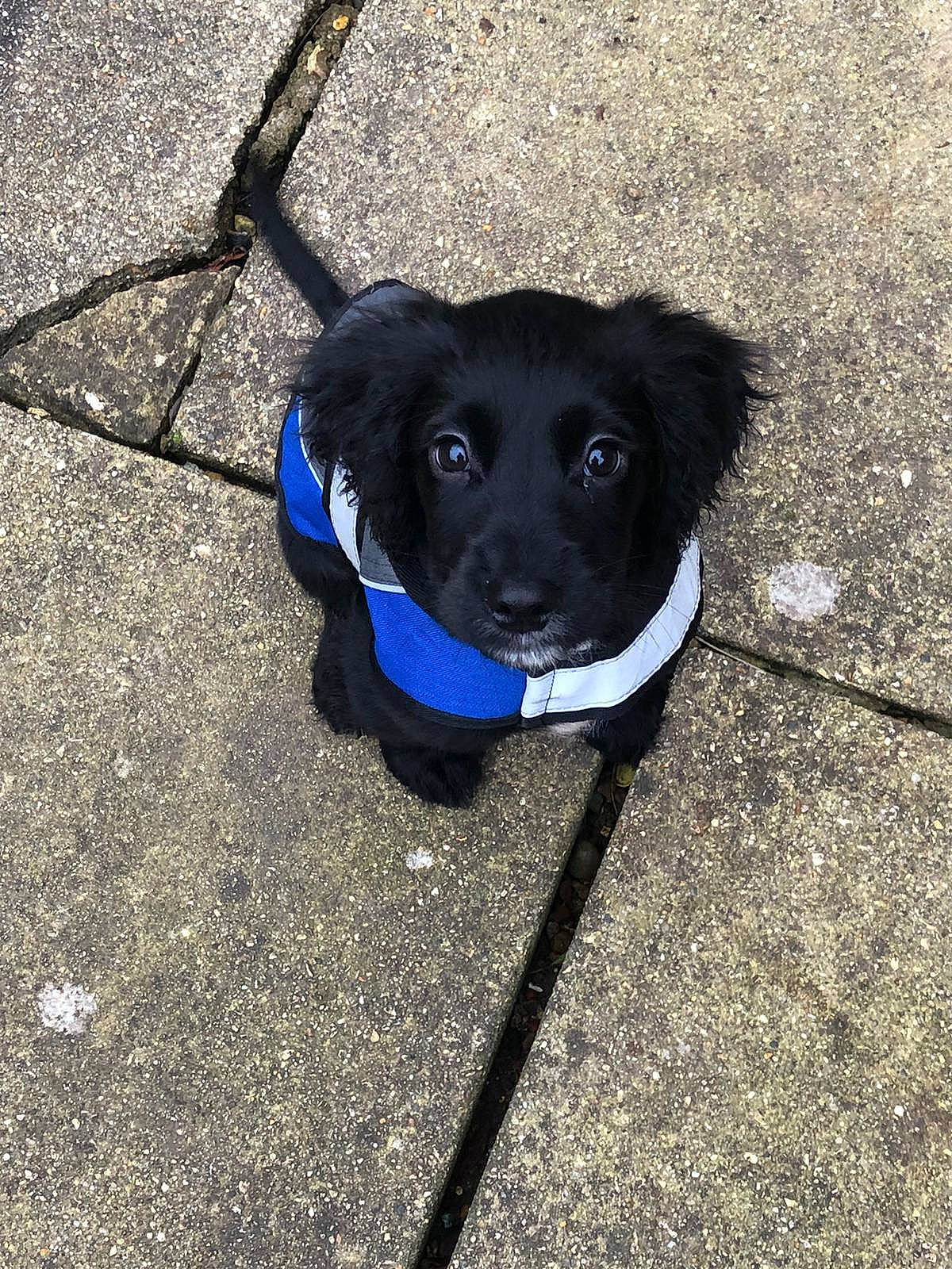 Sirius is registered to the contest to win money with this photo: canidae, carnivore, cobalt_blue, collar, companion_dog, dog, dog_breed, dog_collar, dog_supply, electric_blue, fur, leash, pet_supply, shadow, snout, sporting_group, working_animal