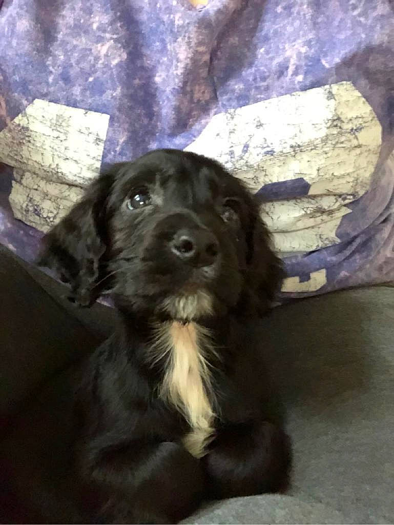 Sirius joined the competition — help win amazing prizes! canidae, carnivore, companion_dog, dog, dog_breed, fur, gun_dog, iris, liver, snout, sporting_group, vertebrate, working_animal, working_dog