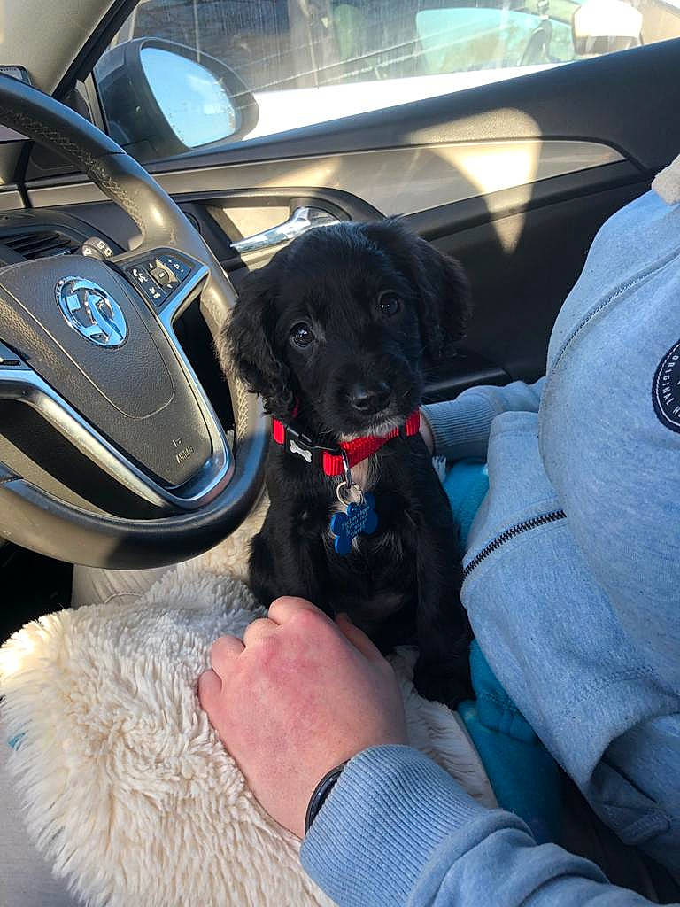 Sirius is registered to the contest to win money with this photo: automotive_mirror, automotive_window_part, canidae, car_seat, carnivore, collar, companion_dog, dog, dog_breed, dog_collar, fur, glass, natural_material, rear_view_mirror, sporting_group, steering_part, steering_wheel, vehicle_door, windshield, working_animal
