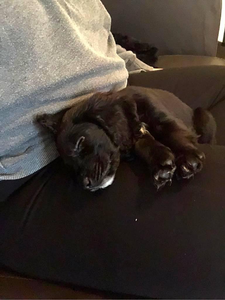 Sirius joined the competition — help win amazing prizes! carnivore, cat, comfort, couch, domestic_short_haired_cat, felidae, fur, grey, nap, paw, small_to_medium_sized_cats, tail, terrestrial_animal, vertebrate, whiskers