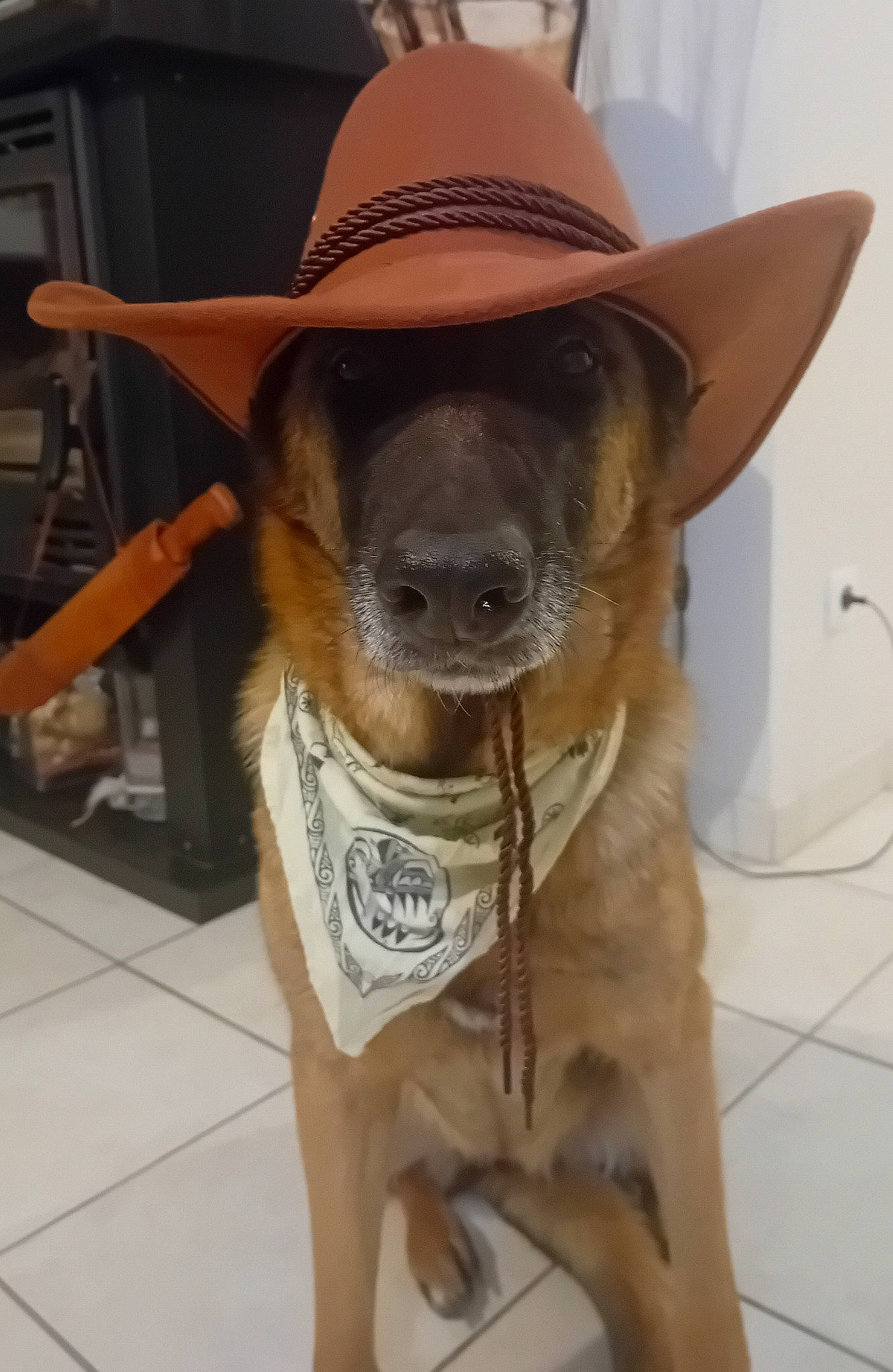 Ragga participe au concours pour gagner de l'argent avec cette photo : carnivore, collar, companion_dog, cowboy_hat, dog, dog_breed, dog_collar, fawn, fedora, flooring, fur, hat, liver, pet_supply, snout, sporting_group, sun_hat, sunglasses, whiskers, working_animal