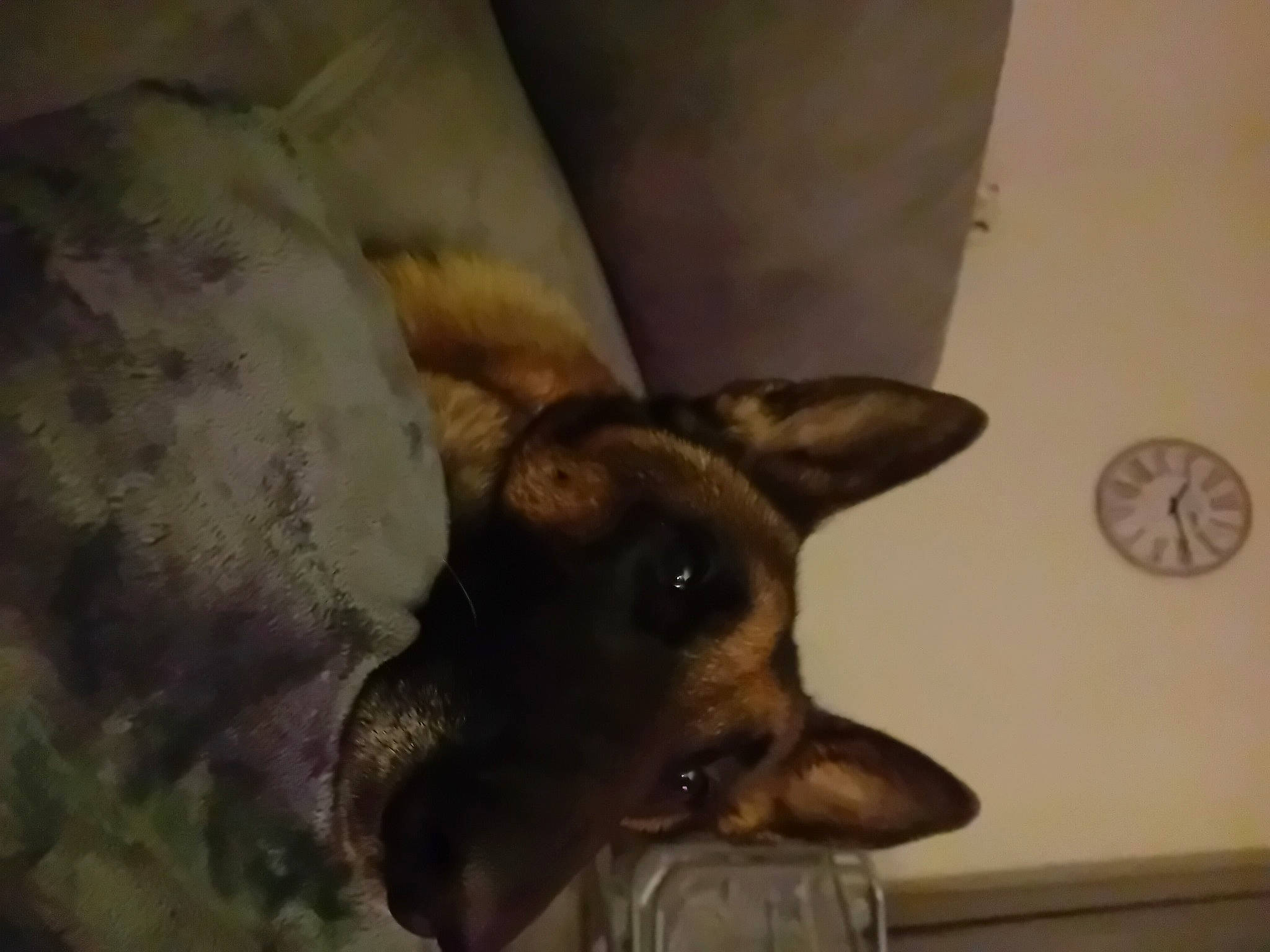 Ragga participe au concours pour gagner de l'argent avec cette photo : canidae, carnivore, circle, clock, comfort, companion_dog, dog, dog_breed, ear, fawn, fur, home_accessories, paw, puppy, quartz_clock, sporting_group, terrestrial_animal, toy_dog, whiskers, working_animal