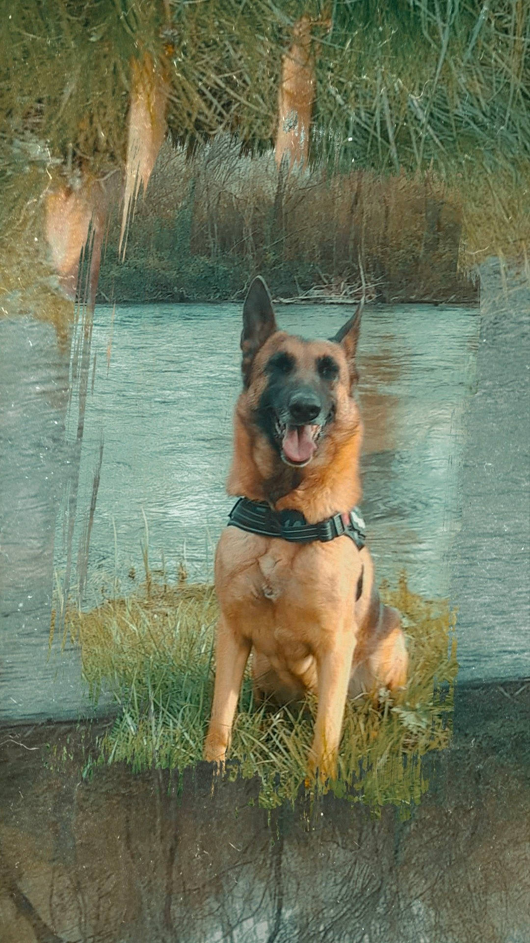 Ragga participe au concours pour gagner de l'argent avec cette photo : canidae, carnivore, collar, companion_dog, dog, dog_breed, dog_collar, fawn, grass, herding_dog, lake, plant, snout, sporting_group, tail, terrestrial_animal, tree, water, window, working_animal