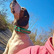 Ghost is registered to the contest to win money with this photo: dog, outdoor, blue_sky, collar, person_partial, hoodie, nature, trees, sunlight, animal, pet, canine, daytime, looking_up, curious, fur, snout, ears, neck, shoulder