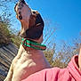 dog, outdoor, blue_sky, collar, person_partial, hoodie, nature, trees, sunlight, animal, pet, canine, daytime, looking_up, curious, fur, snout, ears, neck, shoulder