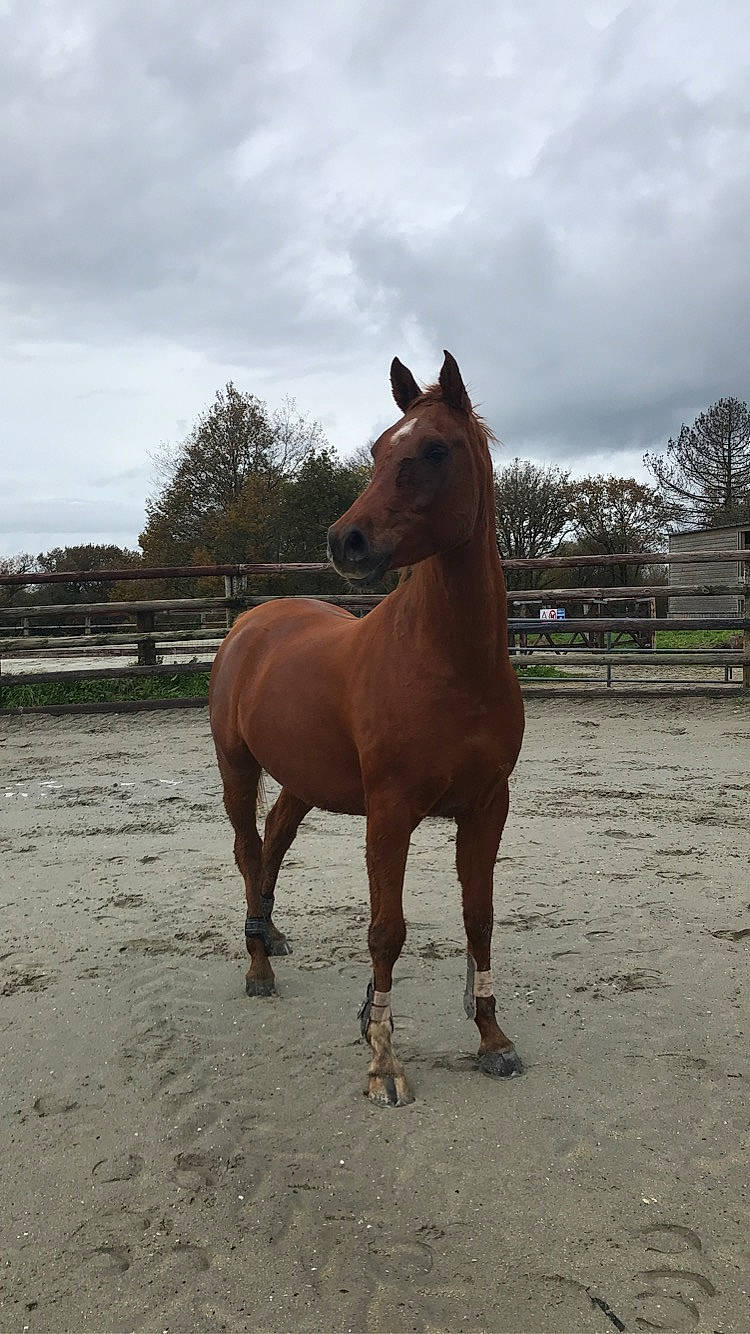 Shine a rejoint le concours — aidez-le/la à gagner de superbes lots ! horse, landscape, liver, livestock, mammal, mane, mare, mustang_horse, pack_animal, ranch, sky, sorrel, stallion, vertebrate