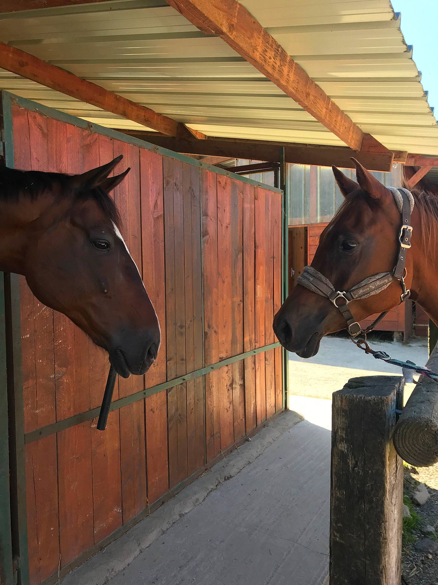 Shine a rejoint le concours — aidez-le/la à gagner de superbes lots ! bridle, halter, horse, horse_harness, horse_supplies, horse_tack, liver, mammal, mane, mare, mustang_horse, pack_animal, rein, snout, sorrel, stable