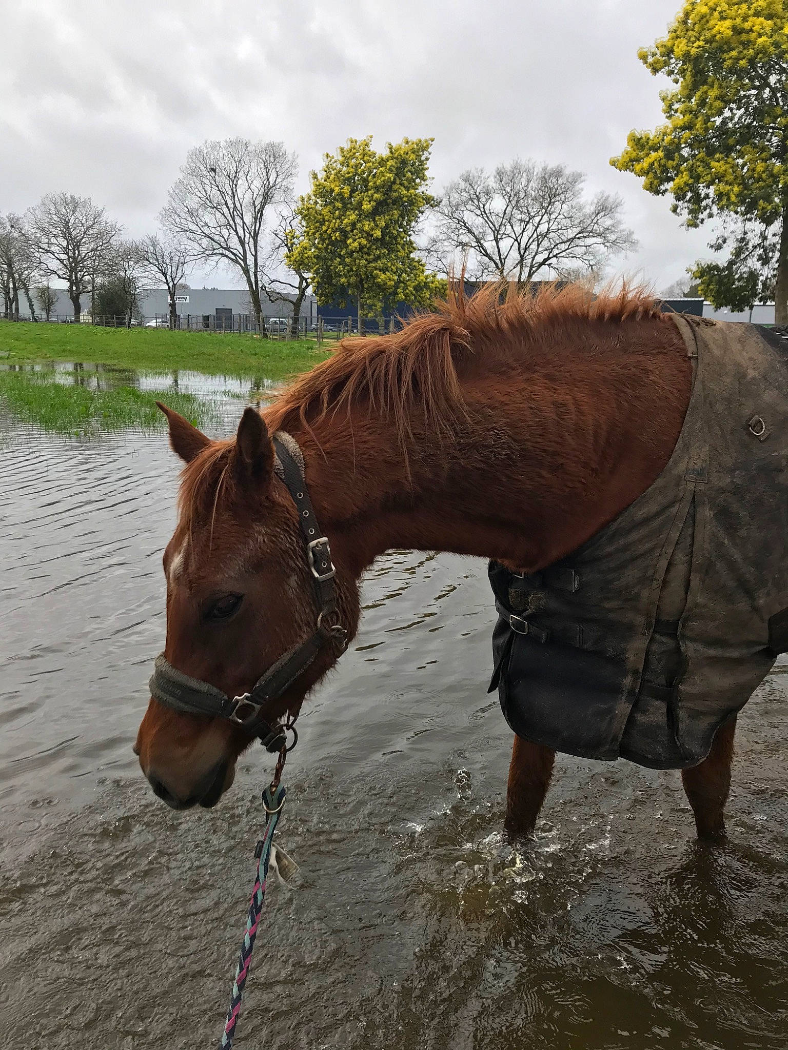 Shine participe au concours pour gagner de l'argent avec cette photo : bridle, halter, horse, horse_supplies, horse_tack, liver, livestock, mammal, mane, mare, mustang_horse, rein, snout, sorrel, stallion, vertebrate, wildlife