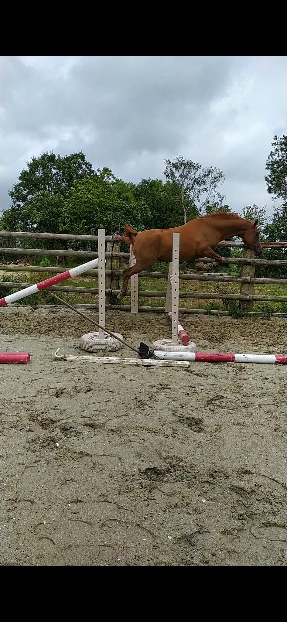 Shine a rejoint le concours — aidez-le/la à gagner de superbes lots ! animal_sports, english_riding, equestrian, equestrianism, equitation, eventing, exercise, horse, horse_supplies, horse_tack, jumping, mane, mare, mustang_horse, ranch, recreation, rein, show_jumping, stallion