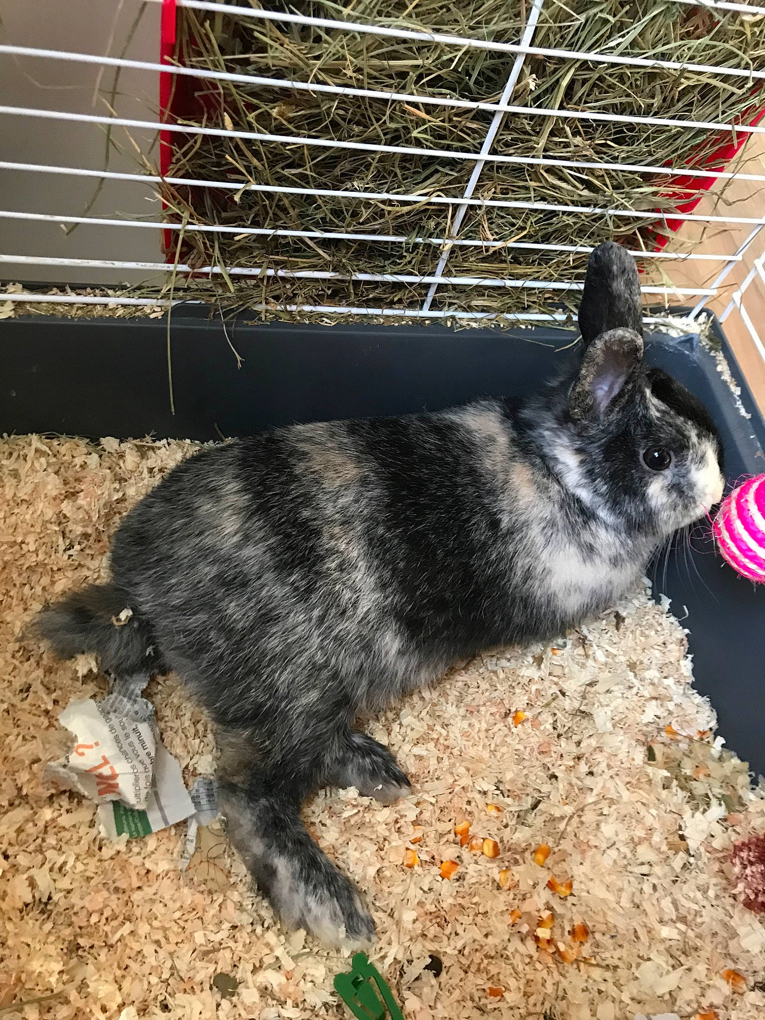 Sky a rejoint le concours — aidez-le/la à gagner de superbes lots ! animal_shelter, cage, domestic_rabbit, mammal, rabbit, rabbits_and_hares, rodent, tail, vertebrate