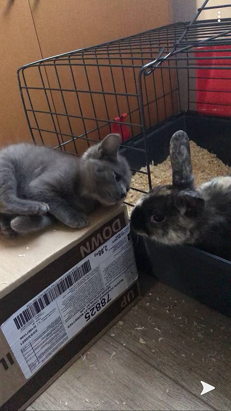 Grito participe au concours pour gagner de l'argent avec cette photo : british_shorthair, carnivore, cat, chartreux, felidae, kitten, korat, russian_blue, small_to_medium_sized_cats