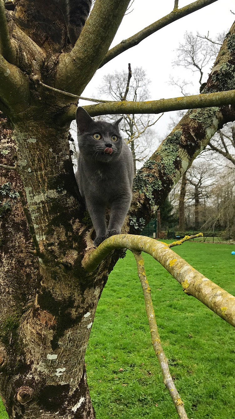 Grito participe au concours pour gagner de l'argent avec cette photo : branch, leaf, marsupial, plant, tail, tree, trunk, wildlife