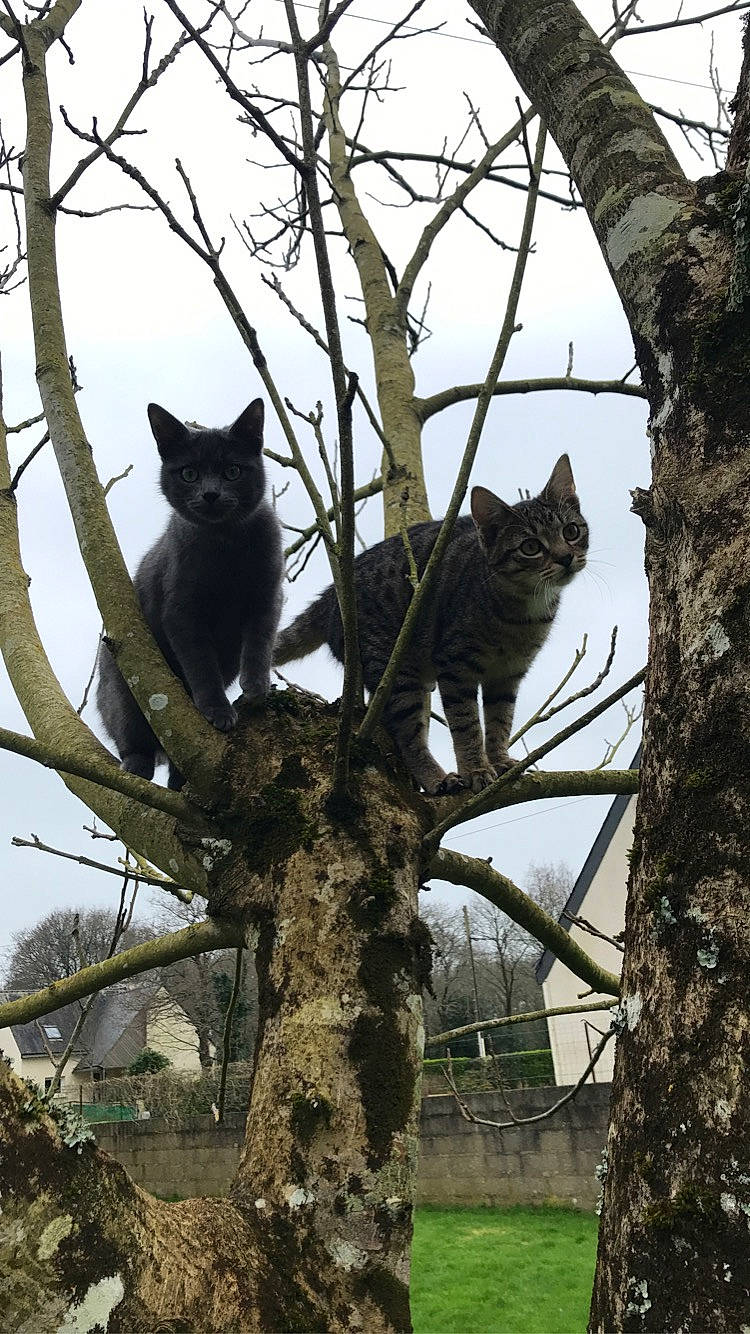 Grito a rejoint le concours — aidez-le/la à gagner de superbes lots ! branch, carnivore, cat, domestic_short_haired_cat, felidae, kitten, owl, plant, small_to_medium_sized_cats, tree, trunk, whiskers, wildlife, woody_plant