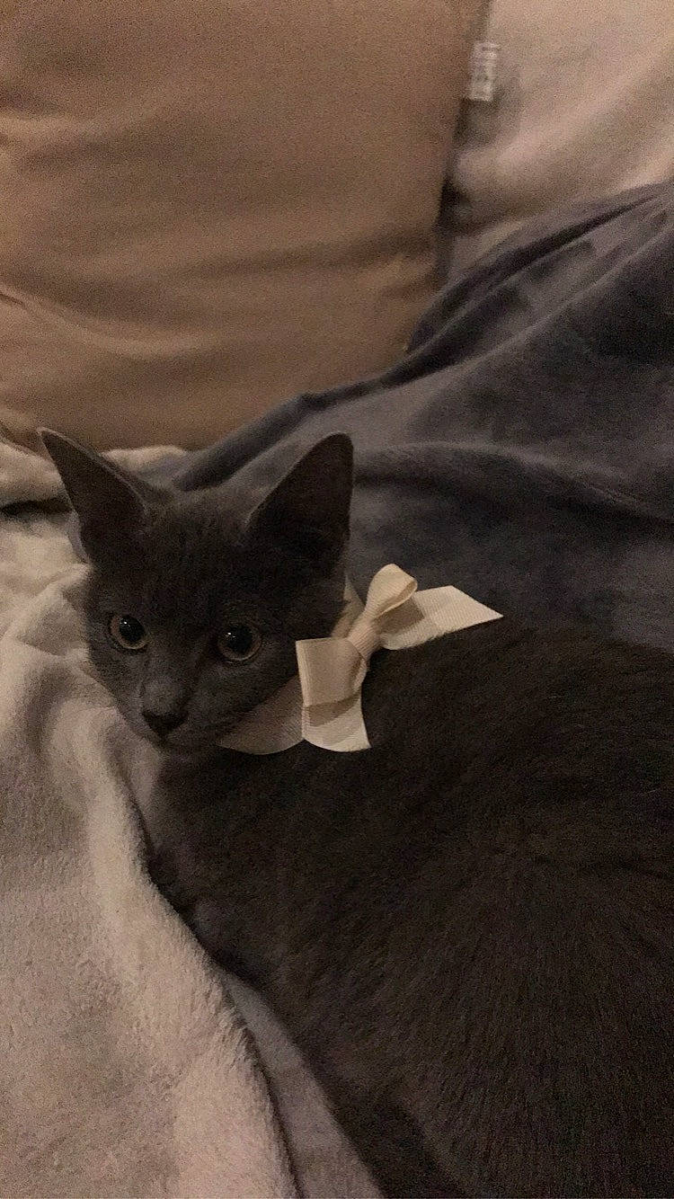 Grito participe au concours pour gagner de l'argent avec cette photo : asian, burmese, carnivore, cat, devon_rex, fawn, felidae, kitten, mammal, oriental_longhair, oriental_shorthair, russian_blue, small_to_medium_sized_cats, vertebrate, whiskers