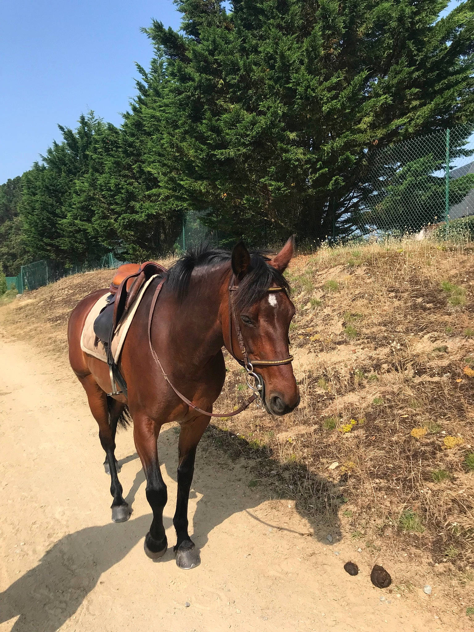 Maggie a rejoint le concours — aidez-le/la à gagner de superbes lots ! bridle, equestrianism, halter, horse, horse_supplies, horse_tack, mammal, mane, mare, mustang_horse, pack_animal, ranch, recreation, rein, saddle, sorrel, stallion, trail_riding, vertebrate, working_animal