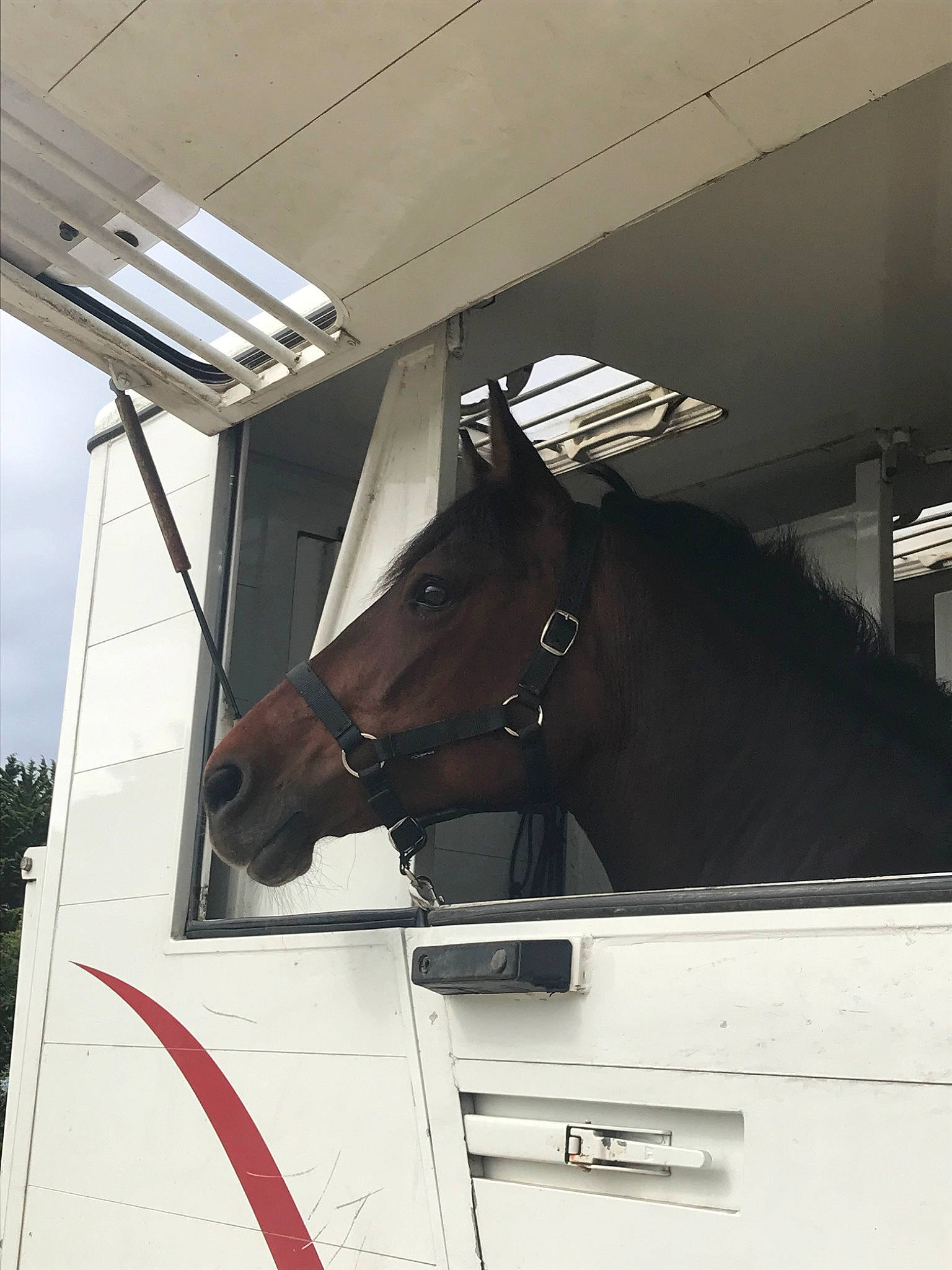 Maggie participe au concours pour gagner de l'argent avec cette photo : black_and_white, horse, snout, vehicle