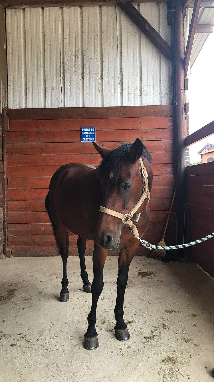 Maggie participe au concours pour gagner de l'argent avec cette photo : bridle, horse, horse_supplies, horse_tack, livestock, mammal, mane, mare, pack_animal, rein, snout, stable, stallion, working_animal